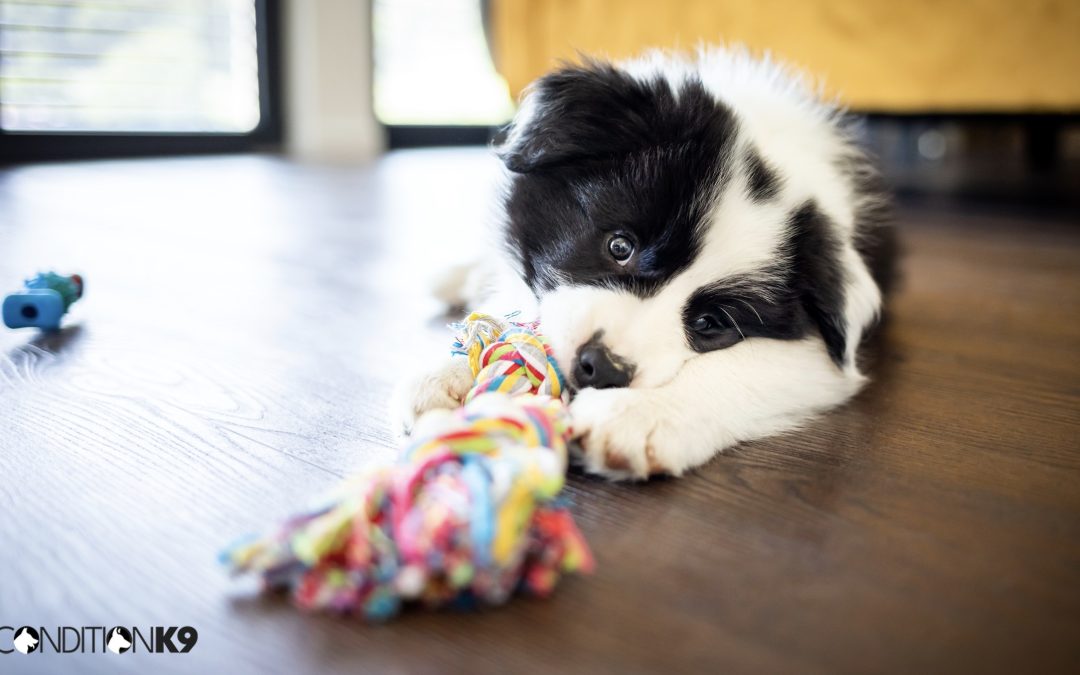 Potty Training Your Puppy Made Easy: Practical Steps for Stress-Free Housebreaking