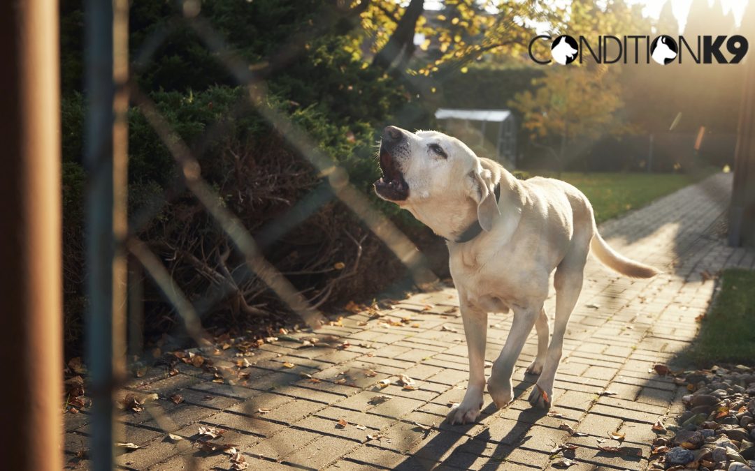 Understanding and Correcting Common Dog Behavior Issues