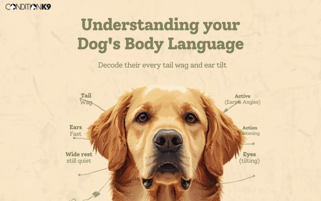 Reading Your Dog’s Body Language