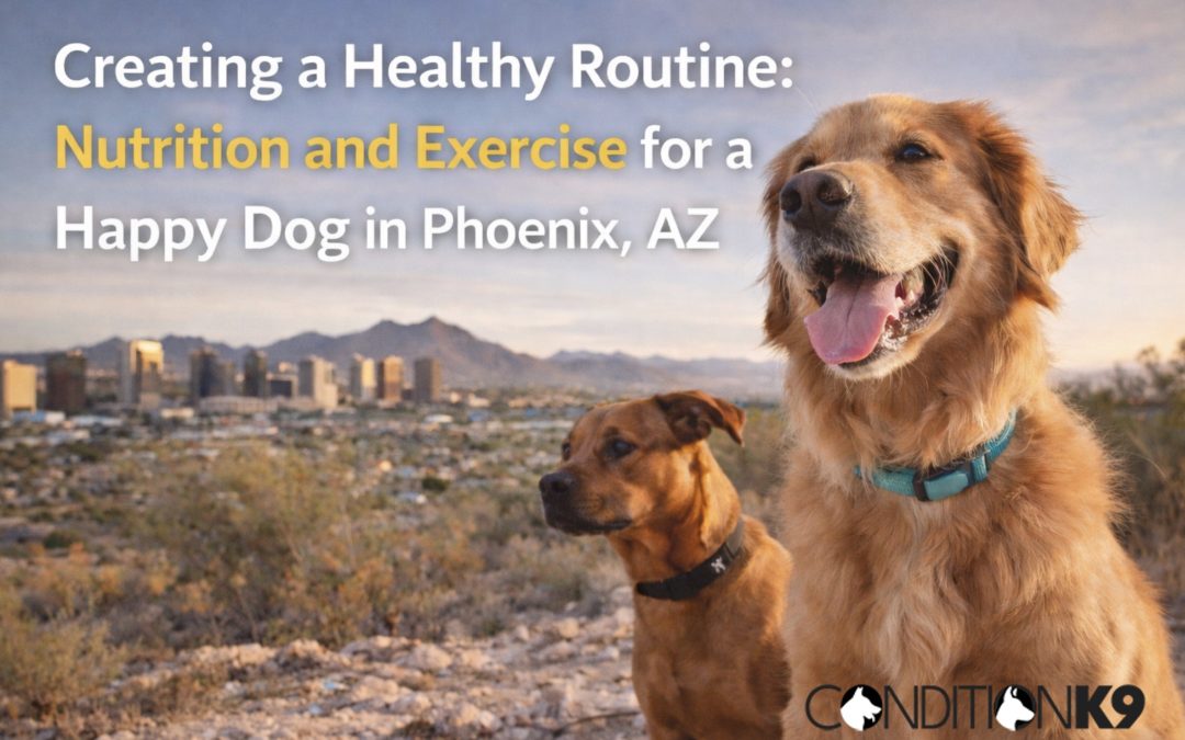 Nutrition and Exercise for a Happy Dog in Phoenix, AZ